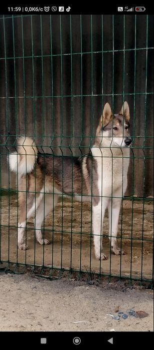 Щиннята Західно Сибірської Лайки