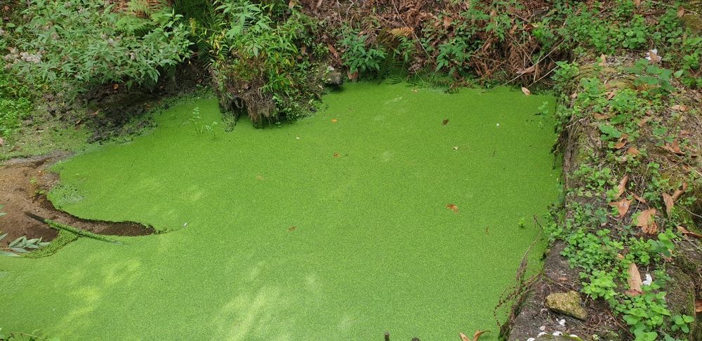 Quintinha em Amarante