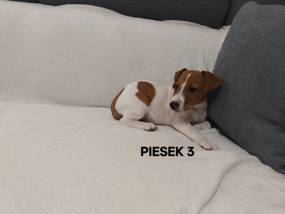 Piesek Jack Russell Terrier
