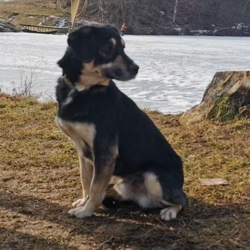 Маленькая собачка ищет дом