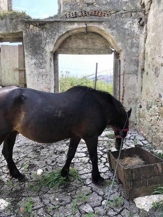 Vendo dois cavalos