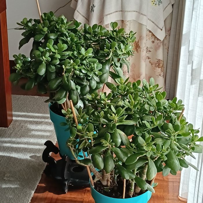 Campo Grande - Vendo Plantas