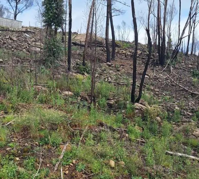 Bouça em Balde sta Leocádia-Baião