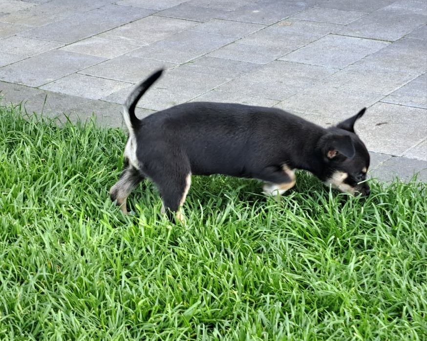 Chihuahua   suczka