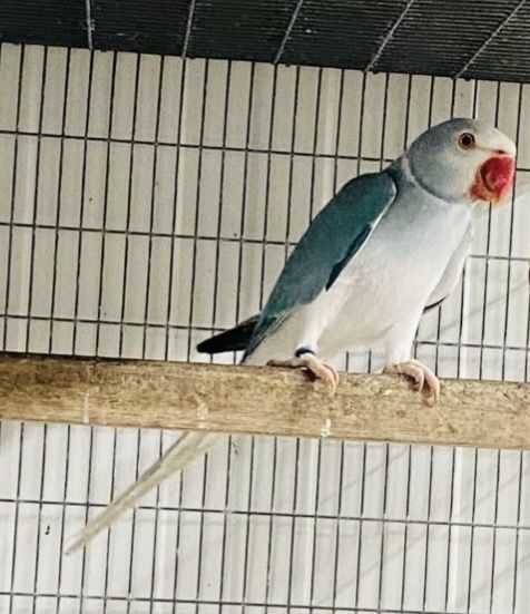 Ring Necks varias mutações
