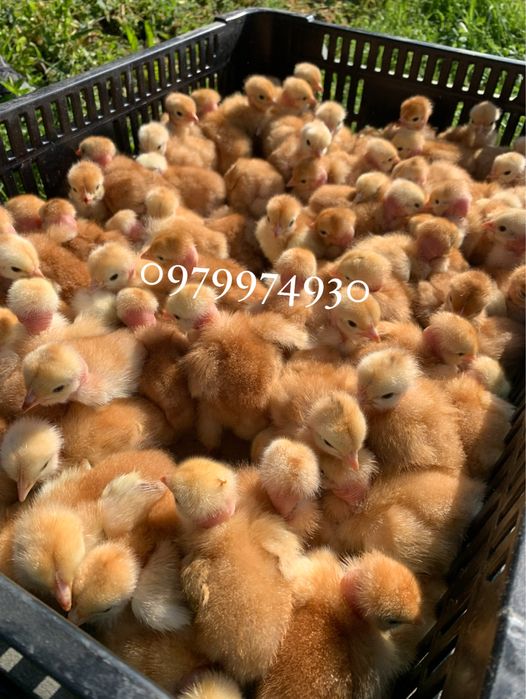 Інкубаційні яйця