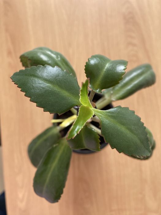 Kwiat Zyworodka doniczka