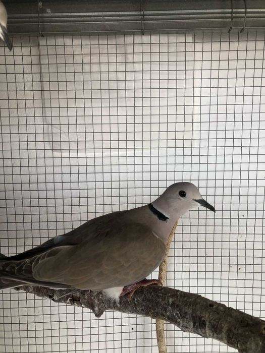 2 casais de Rolas + 2 Rolas deste ano