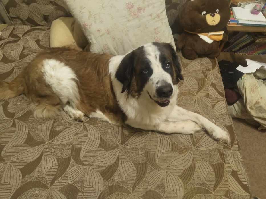 Отдам собак в хорошие руки