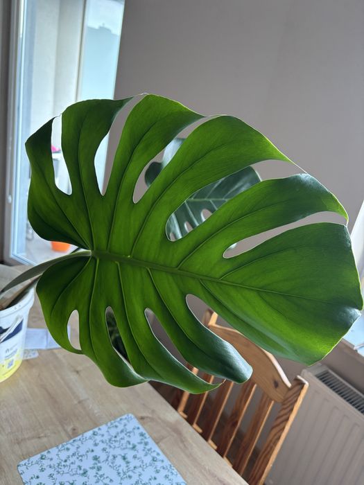 Monstera szczepka