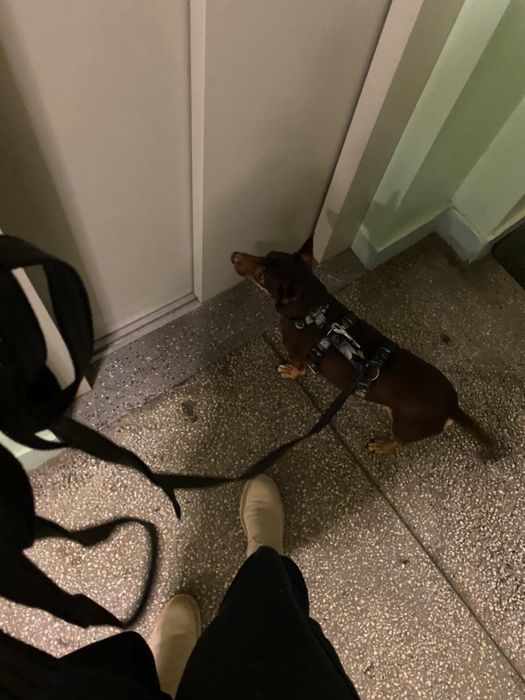 Petsitter - opieka nad zwierzętami