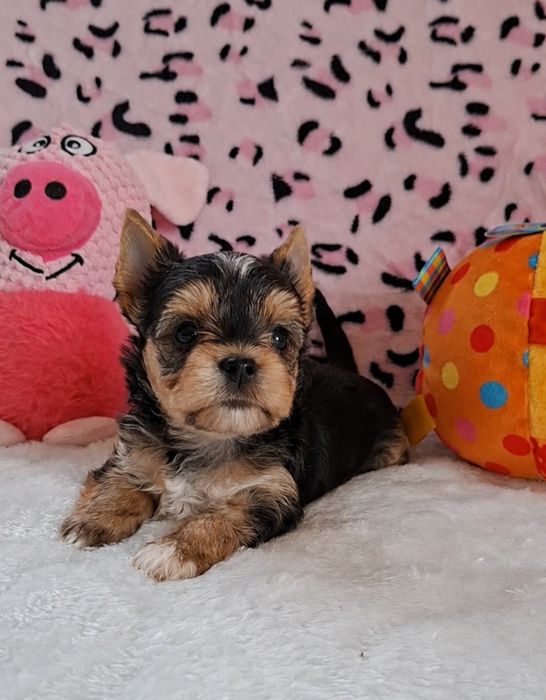 Suczka Yorkshire Terrier
