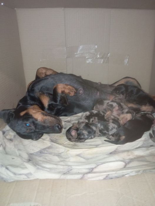 Цуценя мініатюрна такса