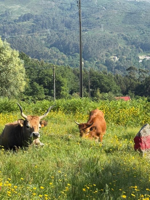 Vacas Cachenas Pur