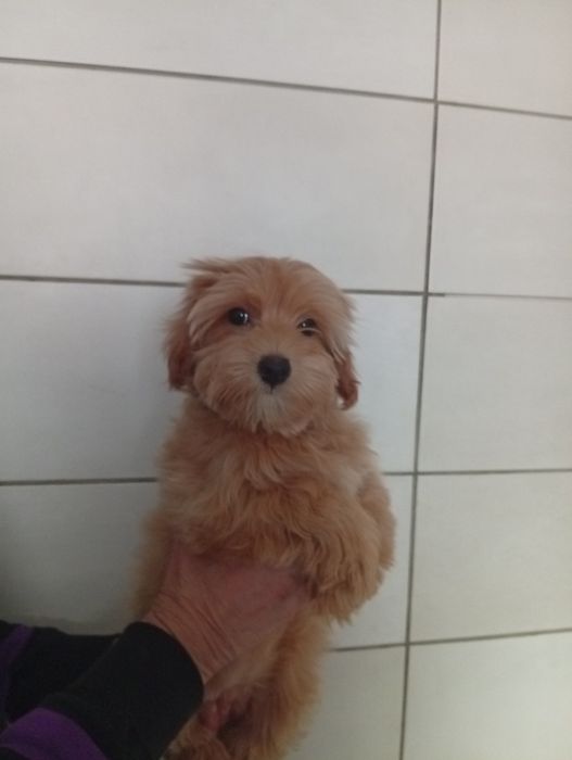 Дівчинка мальтіпу.