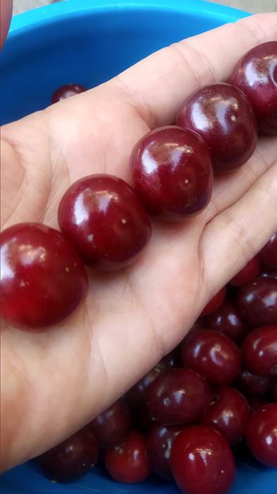 йошта ежевика крупная