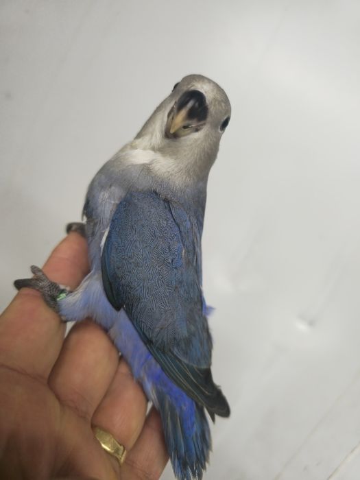 Agapornis domésticos