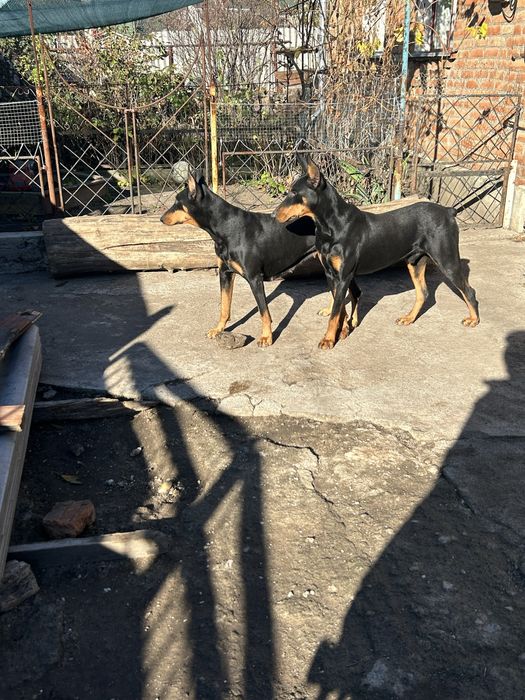 Добермани Чистокровні