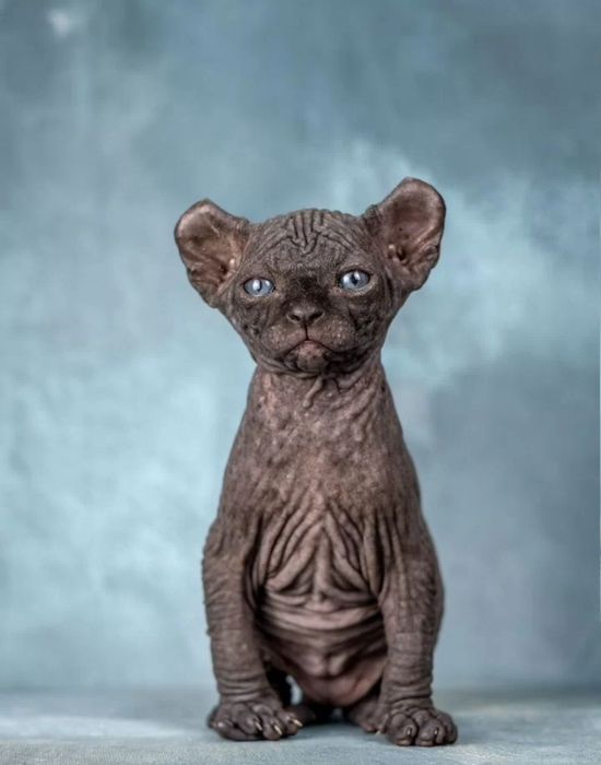 Шикарная девочка эльф