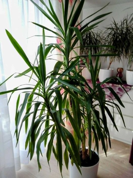 Juka piekny duzy czerstwy kwiat 2,3 m x 2m