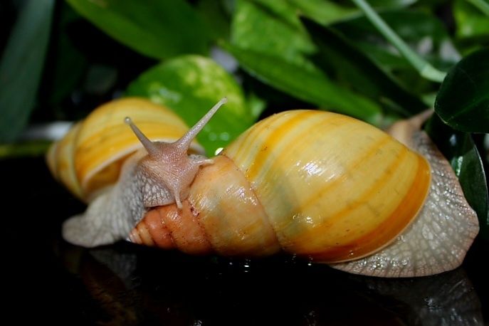 Lissachatina fulica rodatzi ślimak afrykański