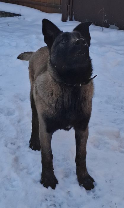 Бельгійська вівчарка малинуа