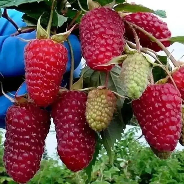 Саджанці малини "Пшехиба" (5шт)