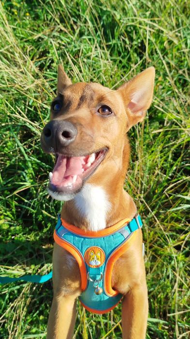 Cão para Adoção Responsável