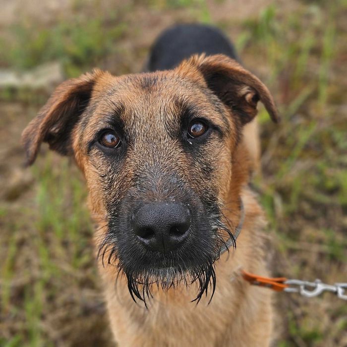 Twix - pies o oryginalnej urodzie i cudownym charakterze