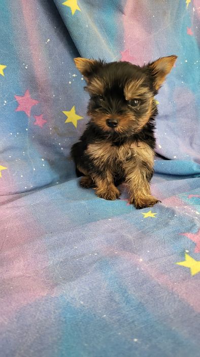 Йорк  мальчишки и девочки