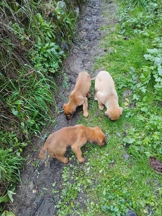 Cãeszinhos para dar