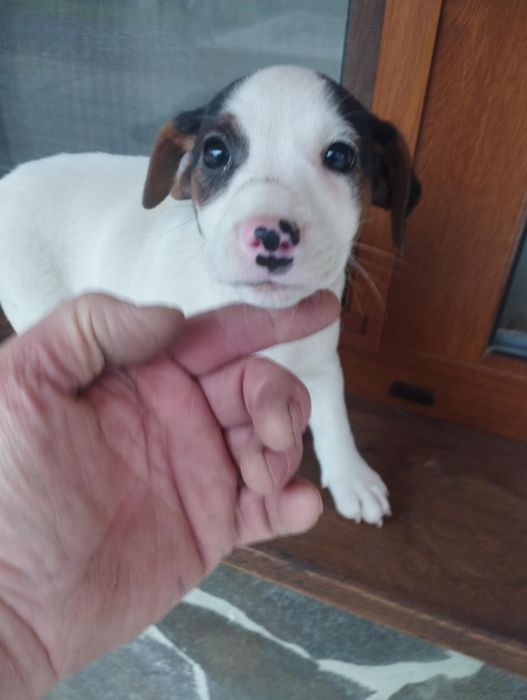 Собачки породи Джек Рассел