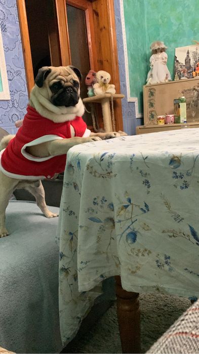 Мопс Ларри ищет даму для отношений)