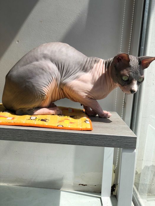 кіт, сфінкс, самець, 5 років, Тернопіль