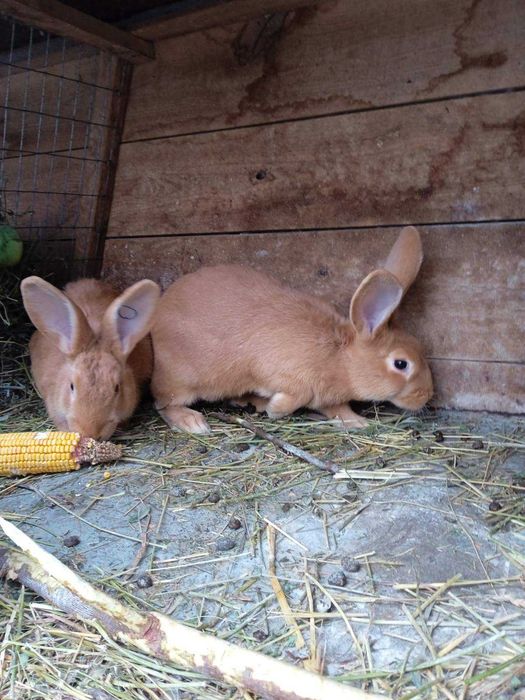 Кролик Бургундія