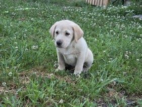 Labrador retriever szczenię