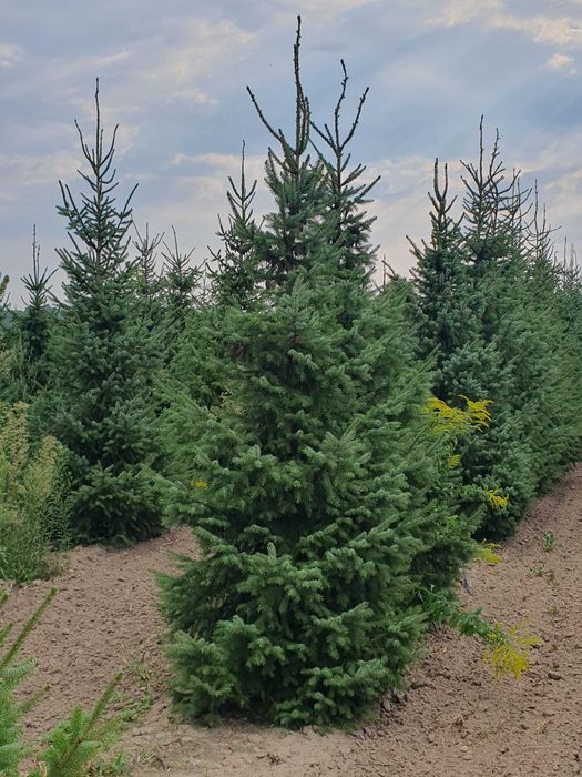 Świerk serbski PICEA OMORICA 400-600cm Kopane Maszyną TRANSpor PREMIUM