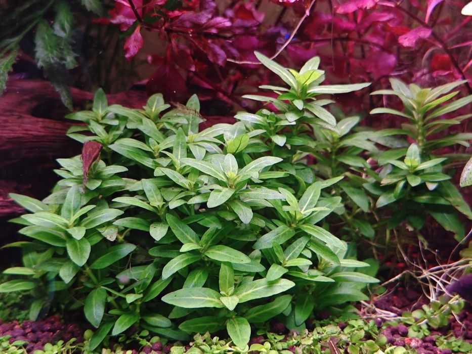 Planta aquário Staurogyne Repens