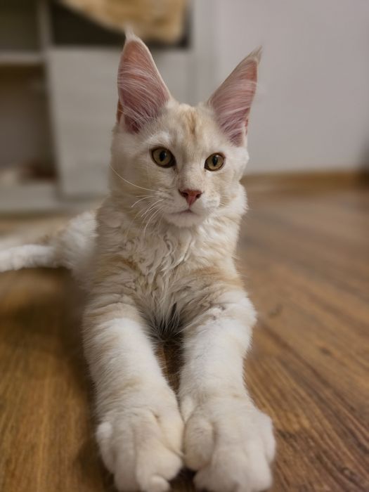 Młody rudy srebrzysty kocurek Maine coon z rodowodem PZF