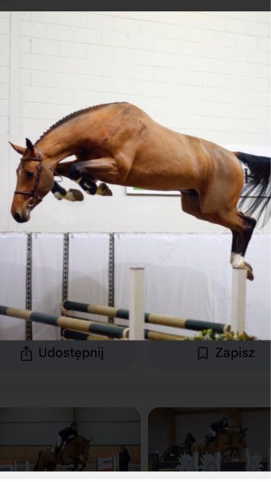 Sprzedam klacz 2 latke