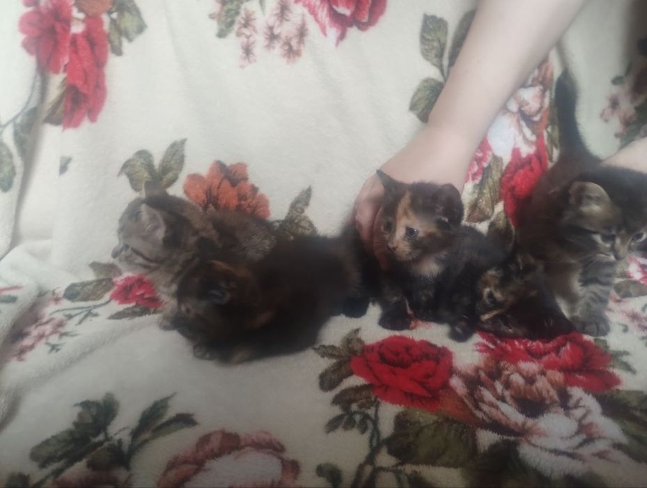 Віддам котят в добрі руки
