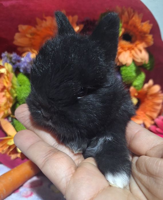 Coelhos Mini Holandês