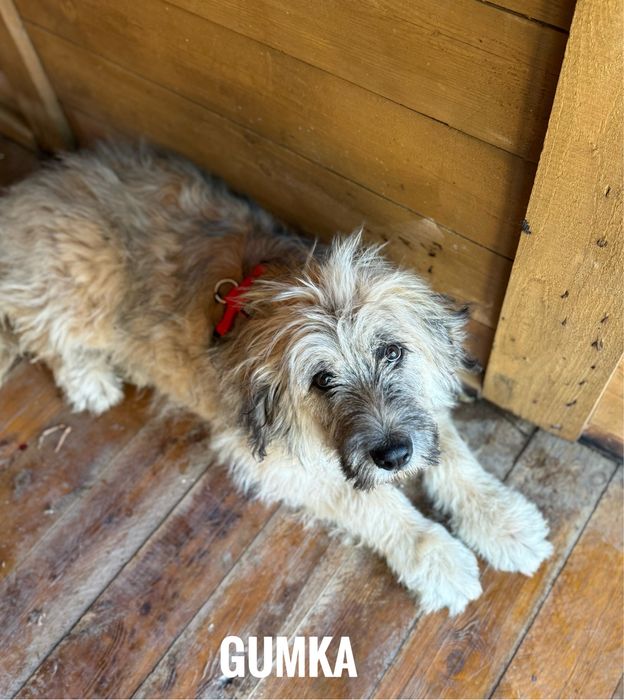 7 miesieczna Gumka szuka domu. Duża