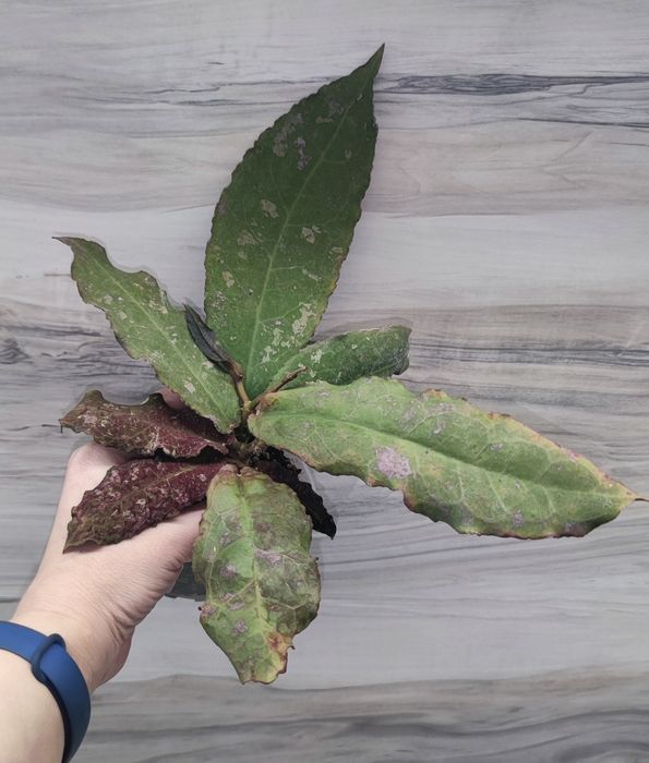 Хойя Hoya Undulata Army