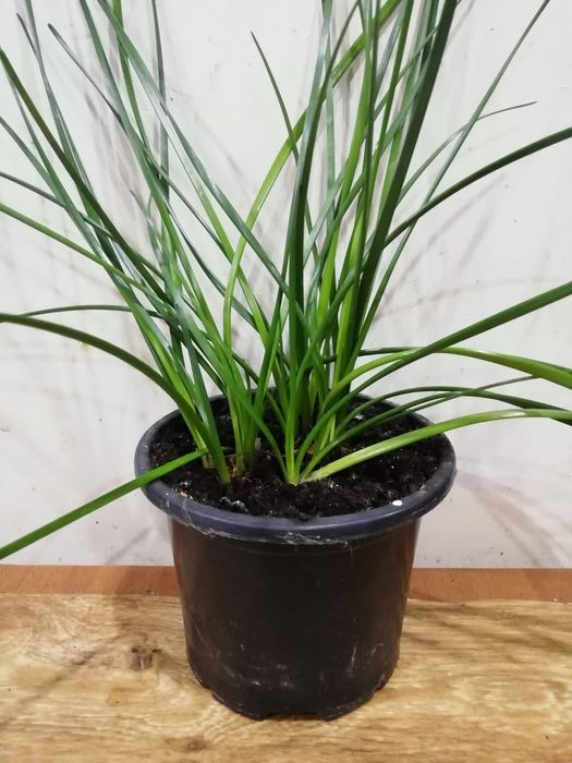 Зефирантес (цветок, выскочка)