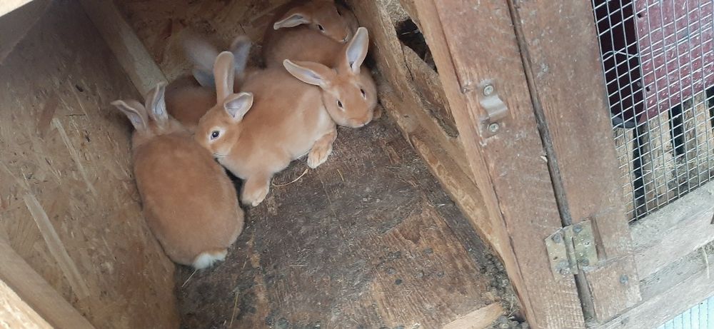 Продам кролів породи бургундець, строкач