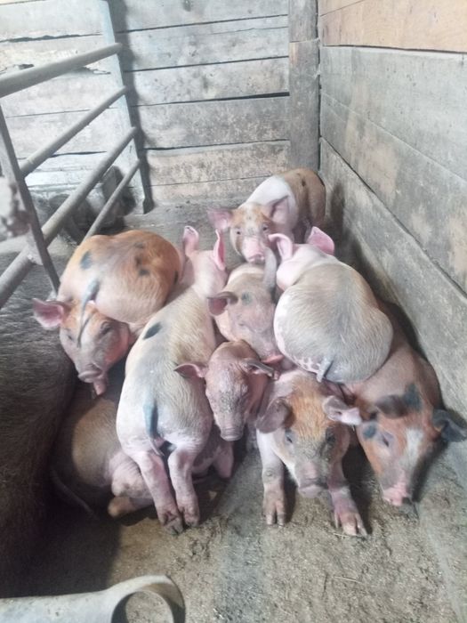 Поросята поросята