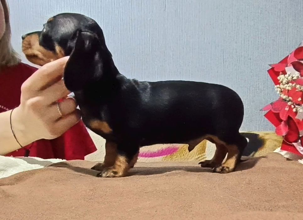 Миниатюрная такса  мальчики чёрно-подпалые