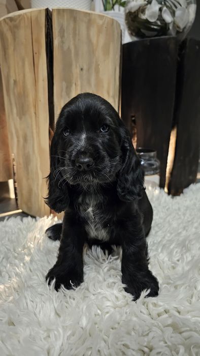 Cocker Spaniel Angielski