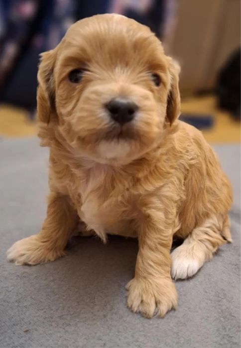 Наймиліші maltipoo f1 - чекає на вас! Болонка Мальтипу Йоркипу мини